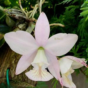 Cattleya nobilior