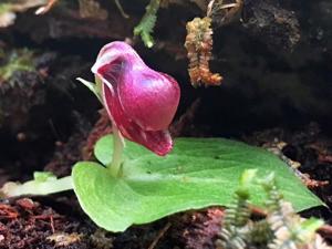 Corybas unguiculatus