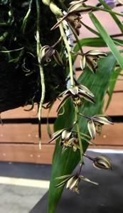 Cymbidium bicolor subsp. pubescens