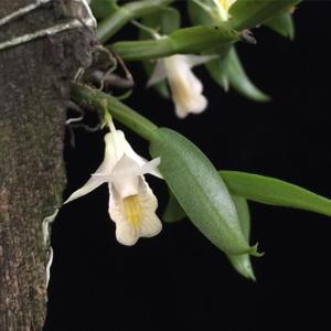 Dendrobium trinervium