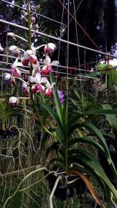 Vanda lamellata var. boxallii