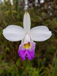 Arundina graminifolia