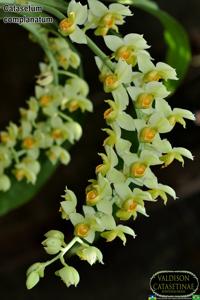 Catasetum complanatum