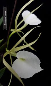 Brassocattleya Crystelle Smith-Little Toshie
