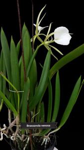 Brassocattleya Crystelle Smith-Little Toshie