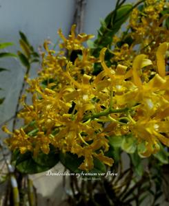 Dendrobium sylvanum