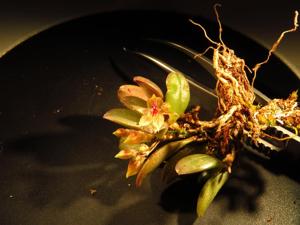 Andinia dalstroemii