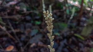 Wullschlaegelia aphylla