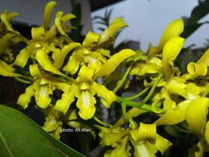 Dendrobium sylvanum