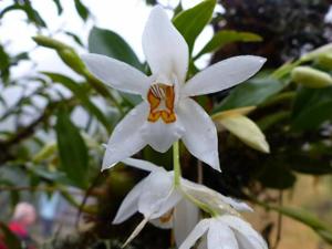 Coelogyne corymbosa