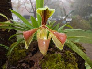 Paphiopedilum villosum