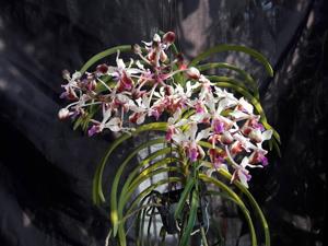 Vanda lamellata var. boxallii