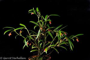 Mediocalcar bifolium