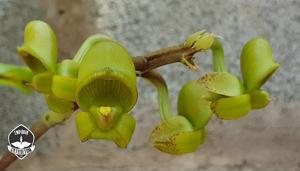 Catasetum lanciferum