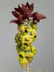 Catasetum cirrhaeoides