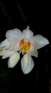 Dendrobium daklakense