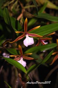 Dinema polybulbon