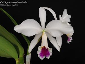 Cattleya jenmanii