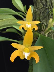 Bulbophyllum claptonense