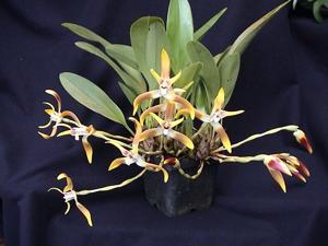 Maxillaria luteoalba