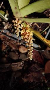 Pomatocalpa spicatum
