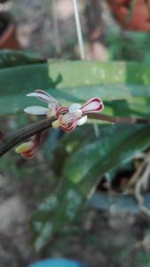 Pomatocalpa tonkinense