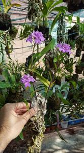 Epidendrum centropetalum