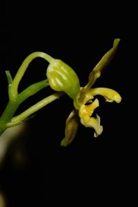 Phalaenopsis mannii