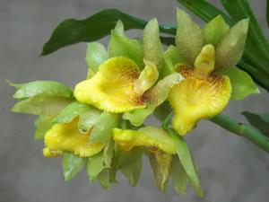 Catasetum vinaceum