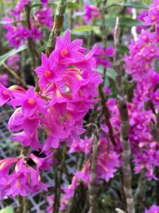 Dendrobium goldschmidtianum
