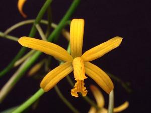Cattleya vasconcelosiana