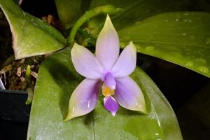 Phalaenopsis violacea f. coerulea