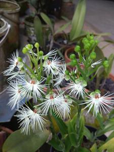 Habenaria medusa
