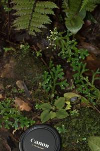 Cranichis ovata