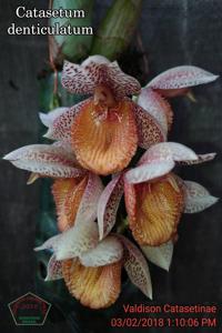 Catasetum denticulatum