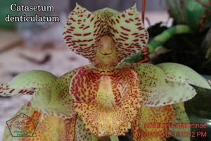 Catasetum denticulatum