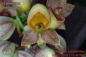 Catasetum denticulatum