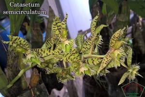 Catasetum semicirculatum