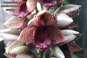 Catasetum denticulatum