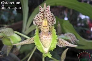 Catasetum fimbriatum