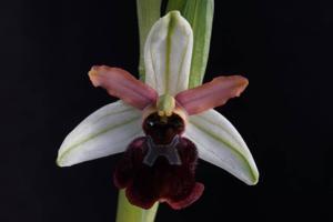 Ophrys sphegodes subsp. sphegodes