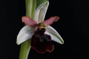 Ophrys sphegodes subsp. sphegodes