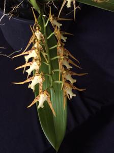 Brassia cochleata