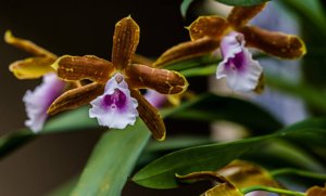Miltonia candida