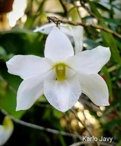 Dendrobium auriculatum