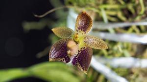 Bulbophyllum cornutum