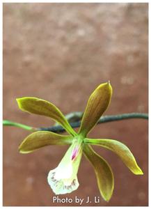 Encyclia candollei