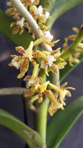 Acampe ochracea