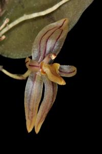 Pleurothallopsis striata