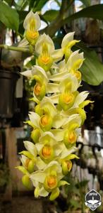 Catasetum complanatum